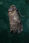 Cossus cossus