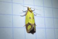 Agapeta zoegana