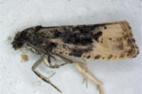 Hedya ochroleucana