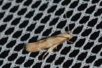 Mompha epilobiella