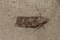 Teleiopsis diffinis