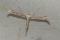 Emmelina monodactyla