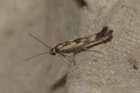 Scythris limbella