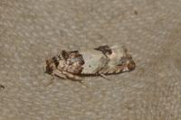 Epinotia thapsiana