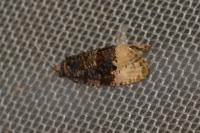 Hedya ochroleucana