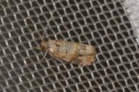 Lobesia botrana