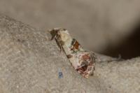 Neocochylis hybridella