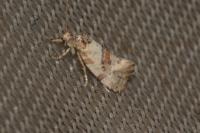 Neocochylis molliculana