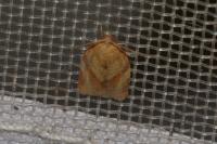 Clepsis consimilana