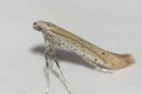 Aspilapteryx tringipennella