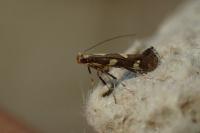 Calybites phasianipennella