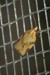 Clepsis spectrana