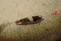 Recurvaria leucatella