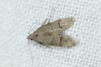 Teleiodes vulgella