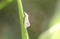 Agapeta hamana