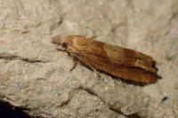 Eucosma conterminana