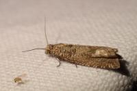 Pelochrista caecimaculana