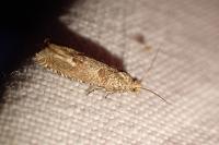 Pelochrista caecimaculana