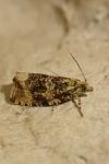 Celypha lacunana