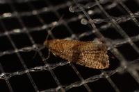 Celypha striana