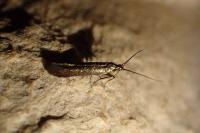 Coleophora