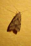 Brachmia blandella