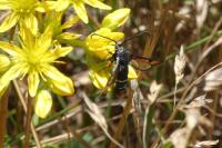Pyropteron chrysidiforme