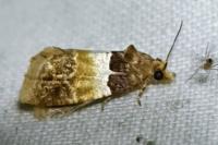 Epinotia festivana