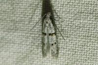 Symmocoides