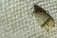 Odites kollarella