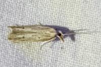 Sitotroga