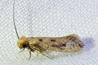 Tinea