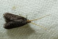 Lecithocera nigrana
