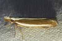 Dichomeris marginella