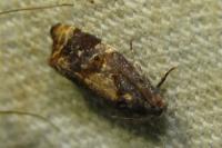 Ditula angustiorana