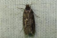 Hofmannophila pseudospretella