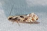 Nemapogon