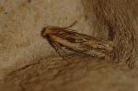 Eucosma gr. cana