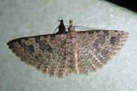 Alucita hexadactyla