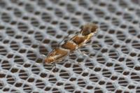 Cameraria ohridella