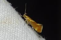 Metalampra italica