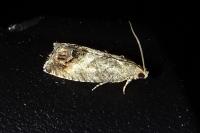 Cydia splendana