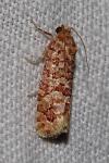 Lozotaeniodes formosana