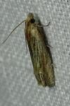 Eucosma gr. cana