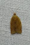 Clepsis consimilana