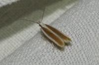 Dichomeris marginella