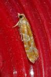 Rhyacionia pinicolana
