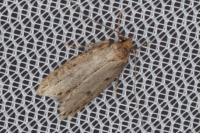 Hofmannophila pseudospretella