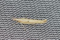 Ypsolopha nemorella