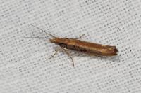 Ypsolopha ustella